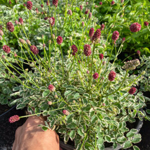 Sanguisorba 'Little Angel'