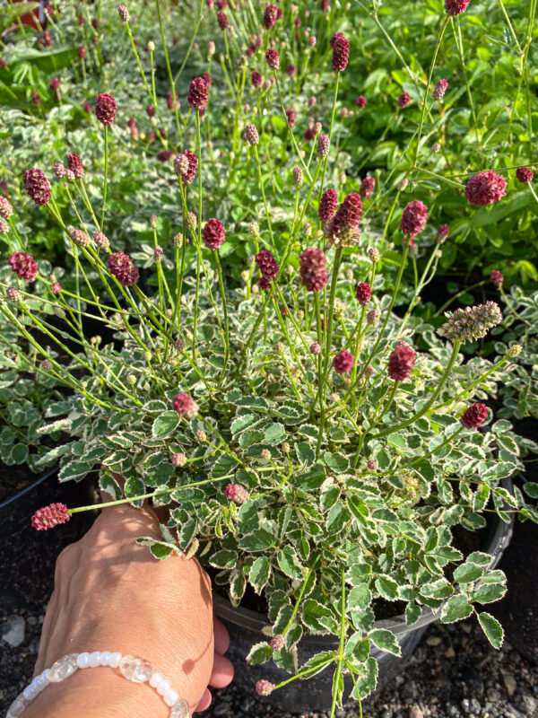 Sanguisorba 'Little Angel'