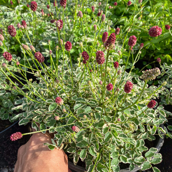 Кровохлебки