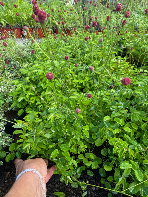 Sanguisorba 'Tanna'