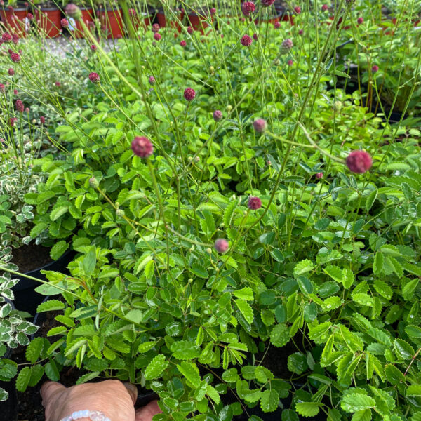 Sanguisorba 'Tanna'