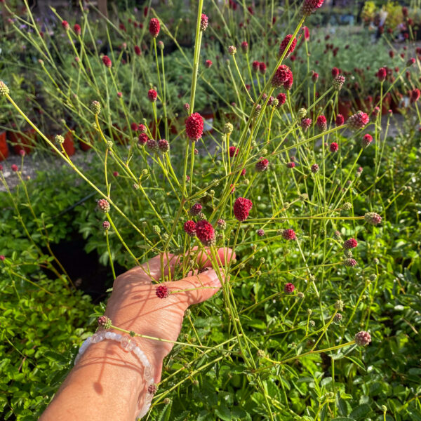 Sanguisorba 'Beetlewings'