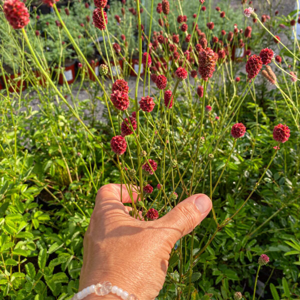 Sanguisorba 'Proud Mary'