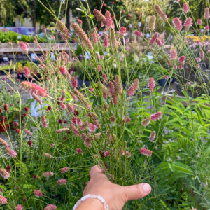 Sanguisorba 'Pink Tanna'