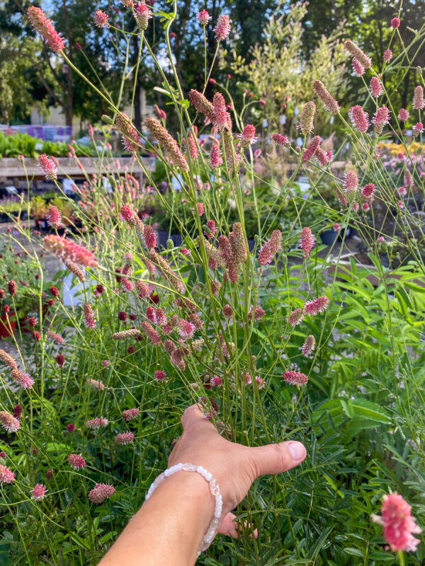 Sanguisorba 'Pink Tanna'