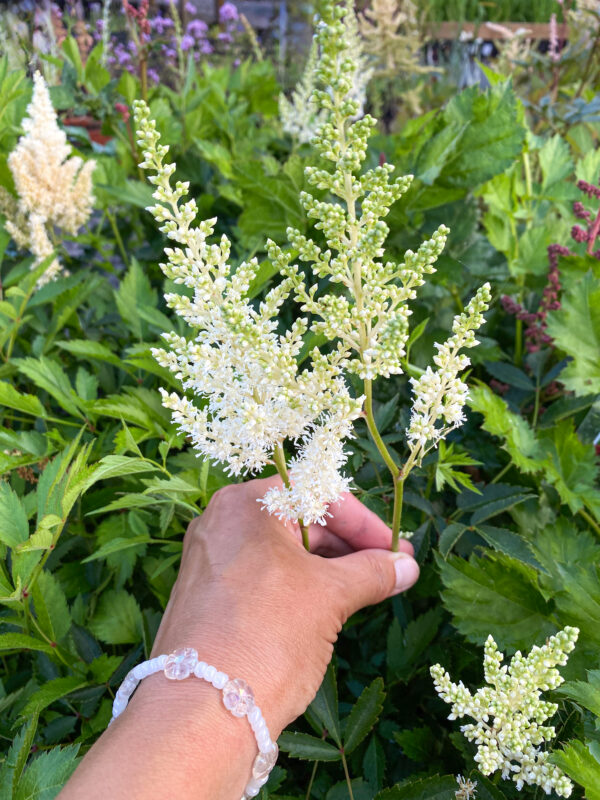 Astilbe Arendsii 'Weisse Gloria'