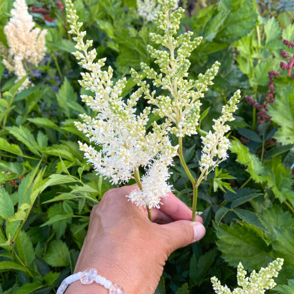 Astilbe Arendsii 'Weisse Gloria'