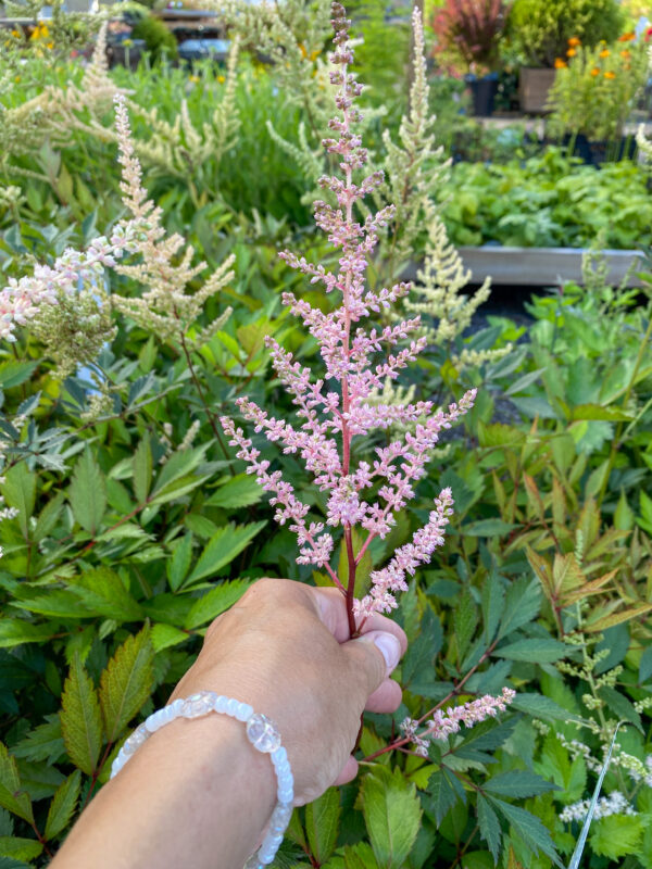 Astilbe Arendsii 'Erika'