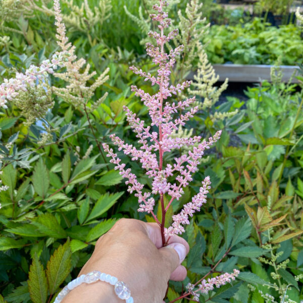 Astilbe Arendsii 'Erika'