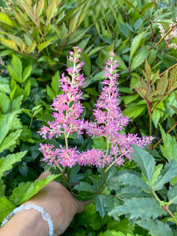 Astilbe japonica 'Rheinland'