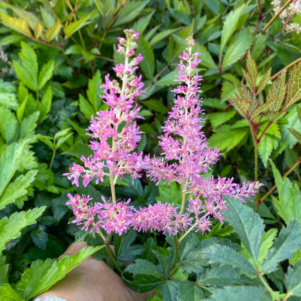 Astilbe japonica 'Rheinland'
