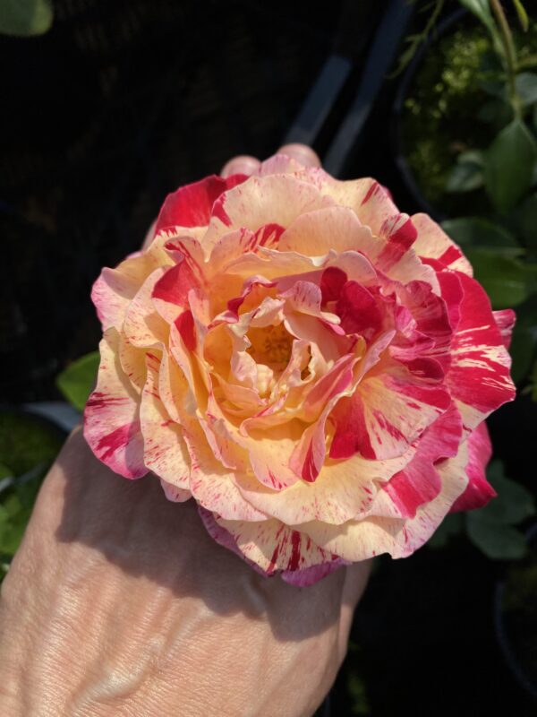 Rosa 'Camille Pissarro'