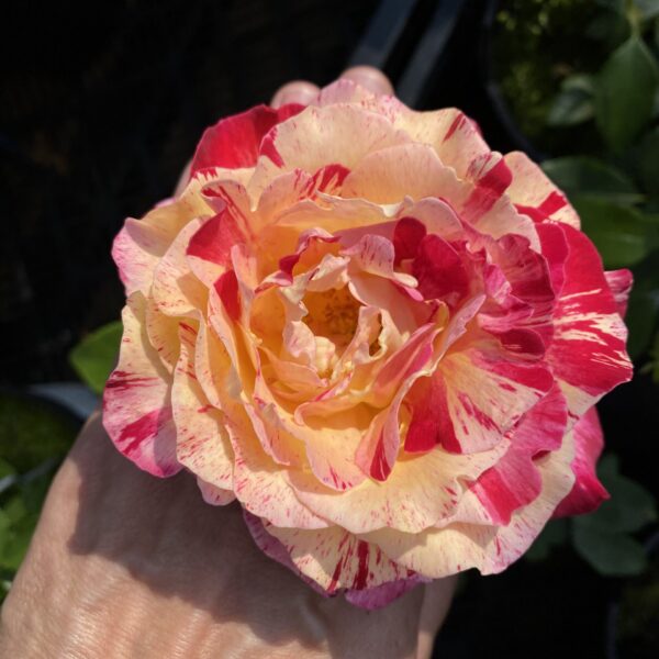 Rosa 'Camille Pissarro'