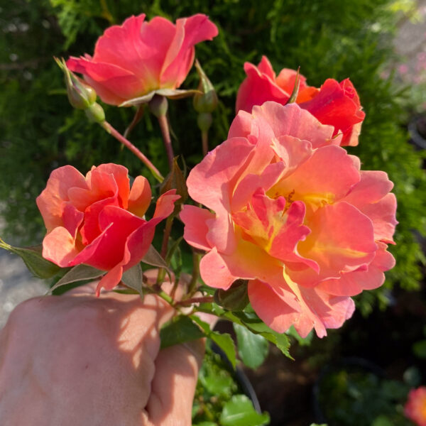 Rosa 'Jazz' (Cityflor)