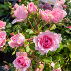 Rosa 'Bonica'