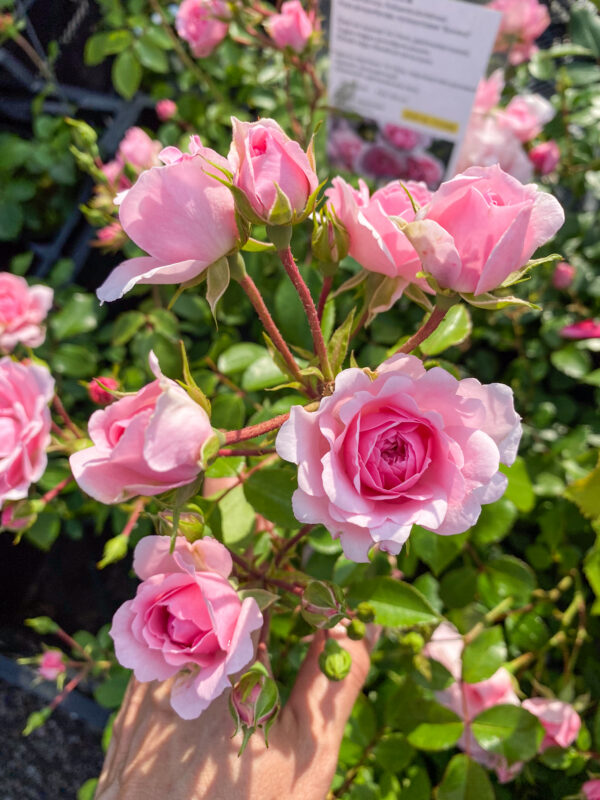 Rosa 'Bonica'