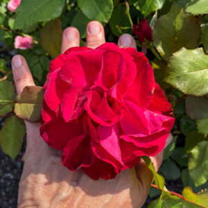 Rosa 'Wettra'