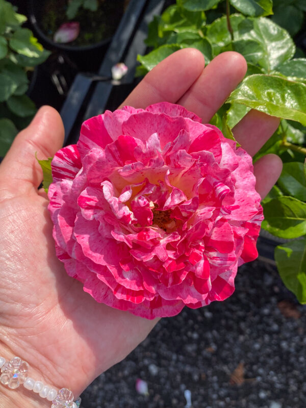 Rosa "Abracadabra"