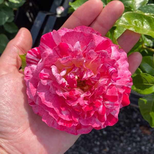 Rosa "Abracadabra"