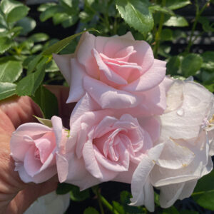 Rosa 'Aspirin'