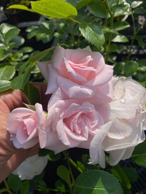 Rosa 'Aspirin'