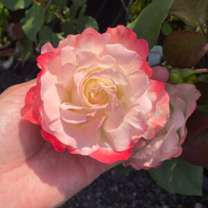 Rosa 'Carmagnole'