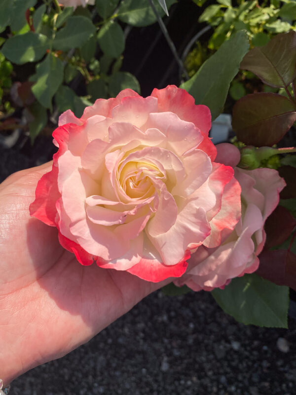 Rosa 'Carmagnole'