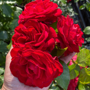 Rosa 'Europeana'
