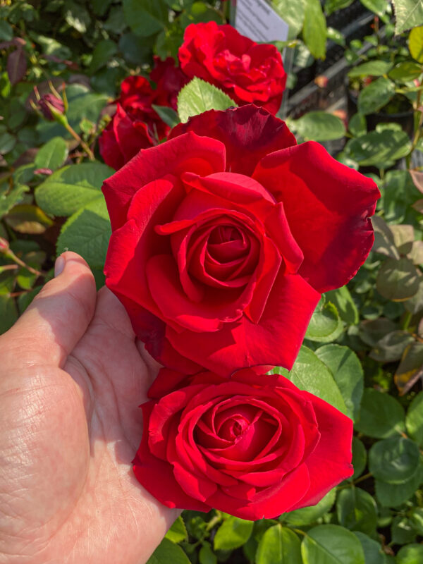 Rosa "Don Juan"