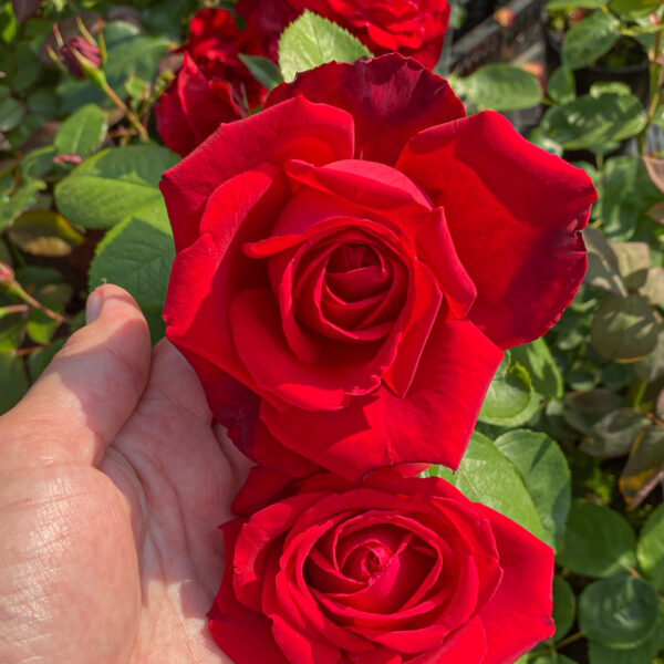 Rosa "Don Juan"