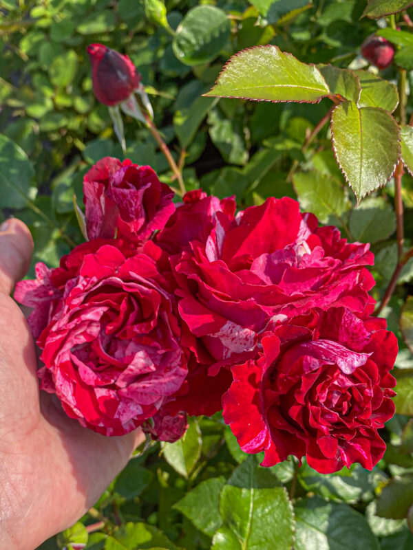 Rosa 'Deep Impression'