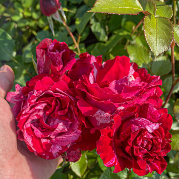 Rosa 'Deep Impression'