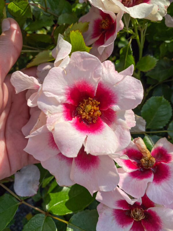 Rosa 'Babylon Bravo Eyes'