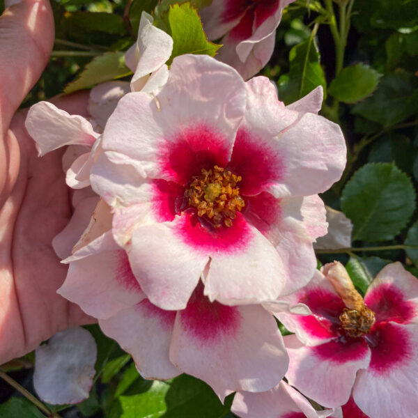 Rosa 'Babylon Bravo Eyes'