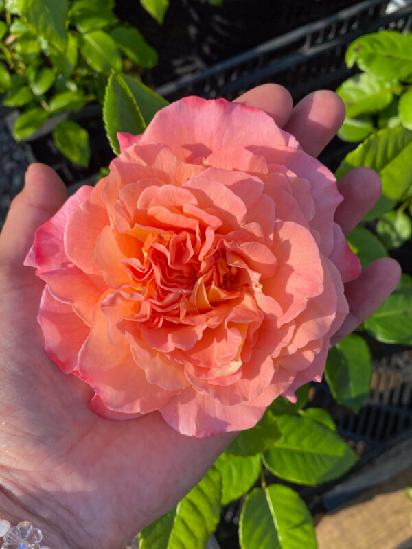 Rosa 'Augusta Luise'