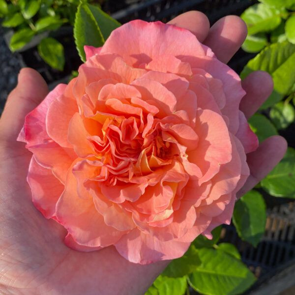 Rosa 'Augusta Luise'