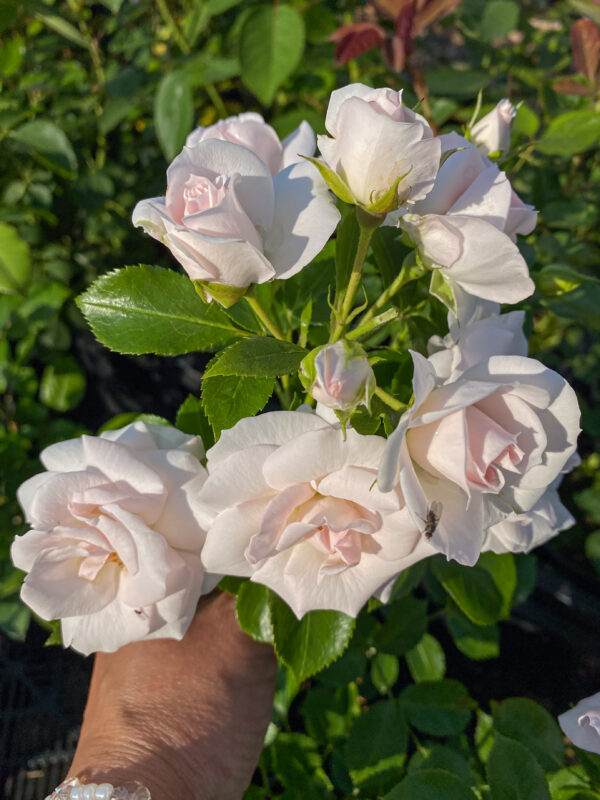 Rosa 'Baby Schneewittchen'