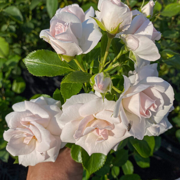 Rosa 'Baby Schneewittchen'
