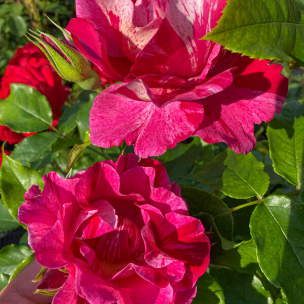 Rosa 'Guy Savoy'
