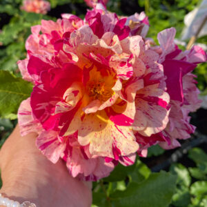 Rosa 'Edgar Dégas'