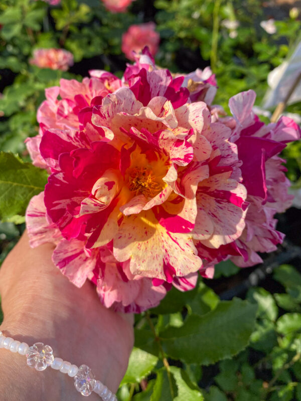 Rosa 'Edgar Dégas'