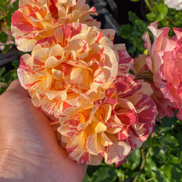 Rosa "Alfred Sisley"