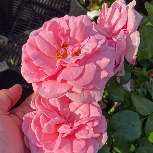 Rosa 'Home & Garden'