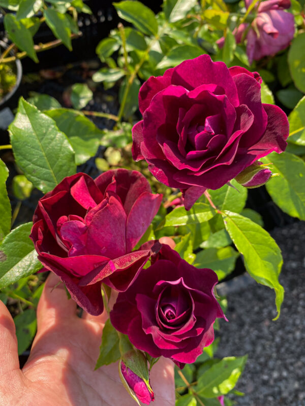 Rosa 'Burgund'  (Loving Memory)