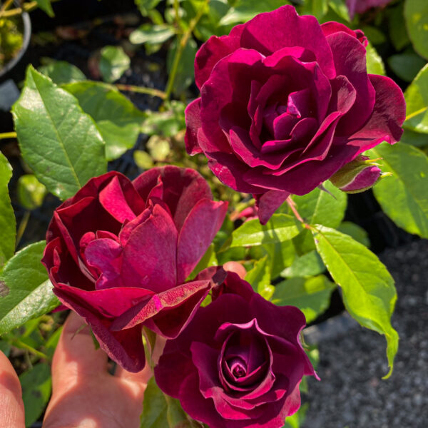 Rosa 'Burgund'  (Loving Memory)