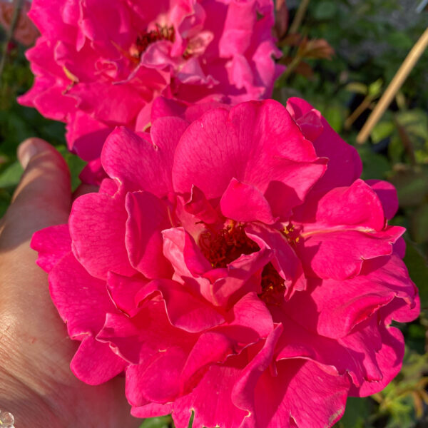 Rosa 'Pink Peace'