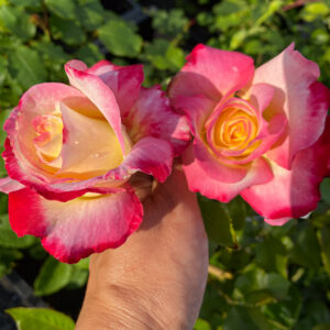 Rosa 'Rose Gaujard'