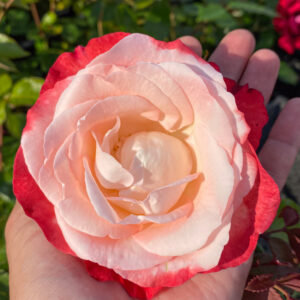 Rosa 'Nostalgie'