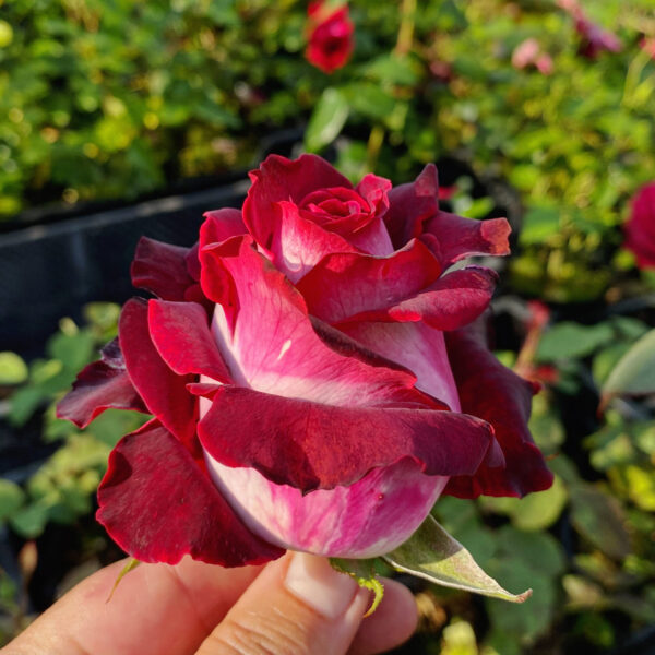 Rosa 'Osiria'