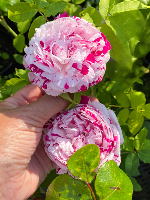 Rosa 'Variegata di Bologna'